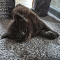 Chatons maine coon loof #4