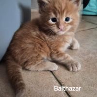 Chatons maine coon loof #0