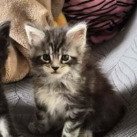 Chatons maine coon loof #1