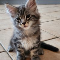 Chatons maine coon loof