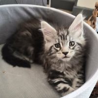 Chatons maine coon loof