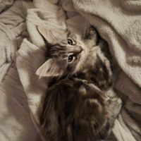 Chatons maine coon loof #3