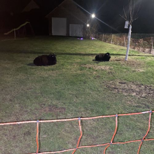 Donne 2 moutons ouessant #0