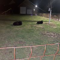 Donne 2 moutons ouessant