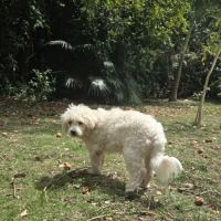 Loulou boule d'amour #1