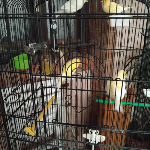Vente oiseaux domestiques #1