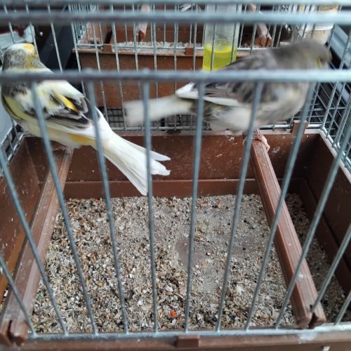 Vente oiseaux domestiques