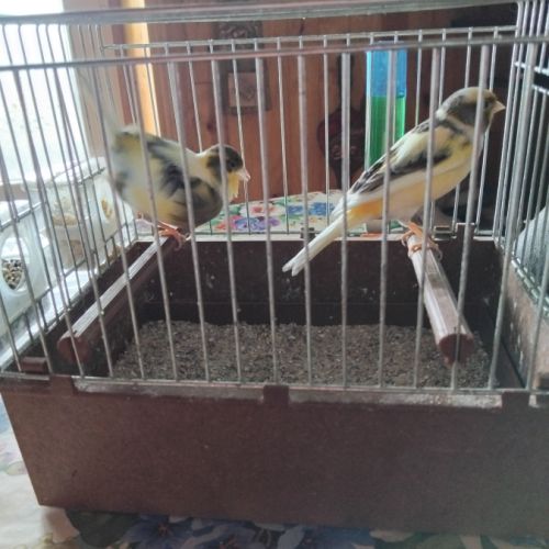 Vente oiseaux domestiques
