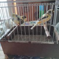 Vente oiseaux domestiques