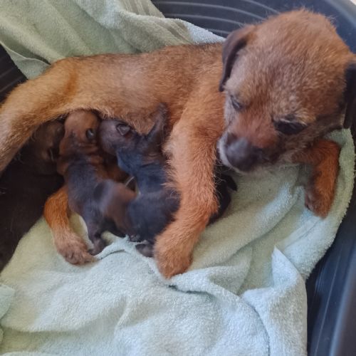 Chiots border terrier #1