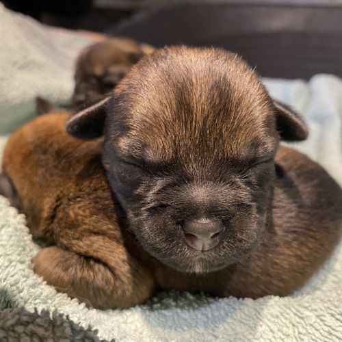 Chiots border terrier