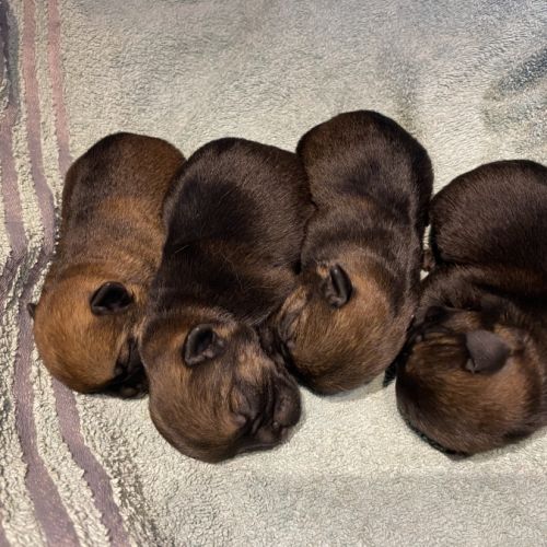 Chiots border terrier #3