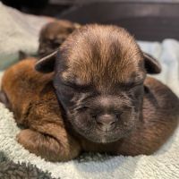Chiots border terrier #0
