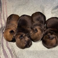 Chiots border terrier #3