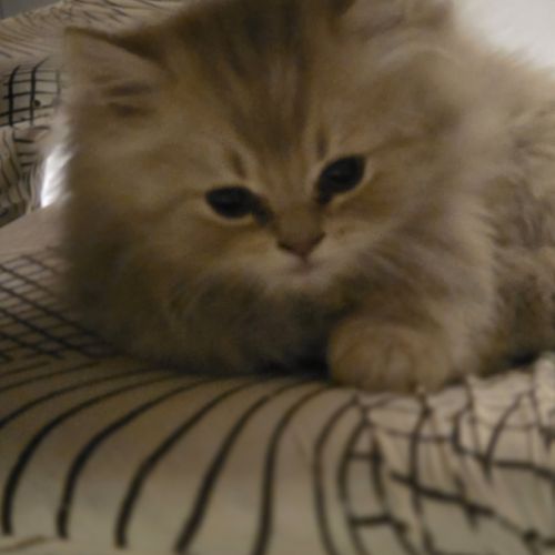 Chatons loof