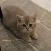 Chatons loof #1