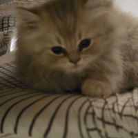 Chatons loof #0