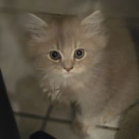 Chatons loof #3