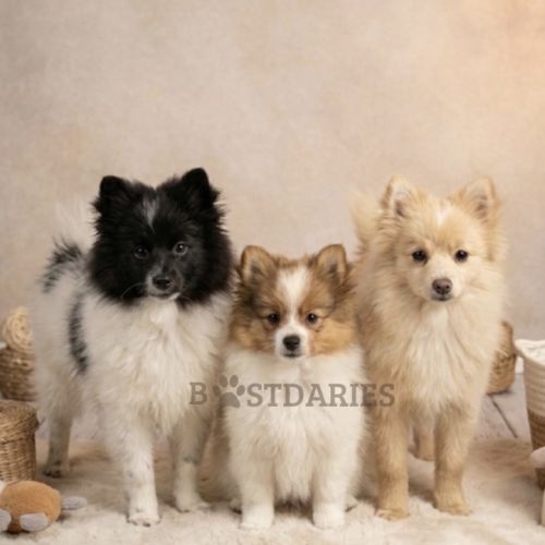 Superbes petits spitz blanc particolor #1