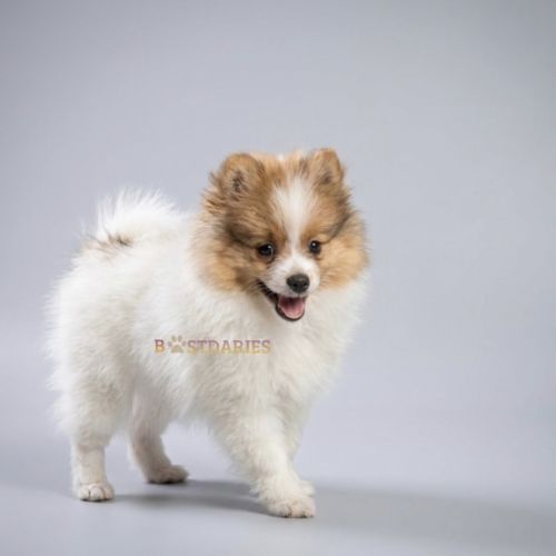 Superbes petits spitz blanc particolor #2