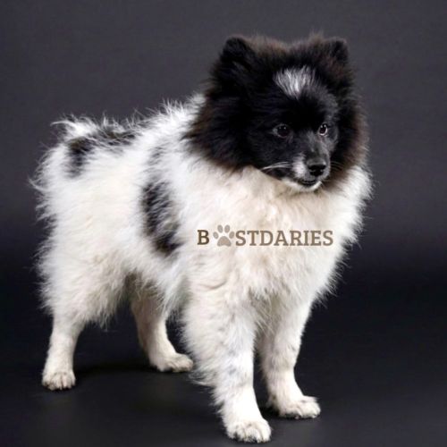 Superbes petits spitz blanc particolor #4