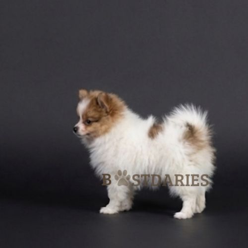 Superbes petits spitz blanc particolor #5