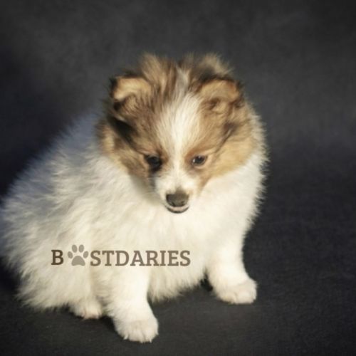 Superbes petits spitz blanc particolor #6