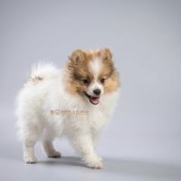 Superbes petits spitz blanc particolor #2