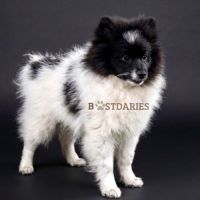 Superbes petits spitz blanc particolor #4