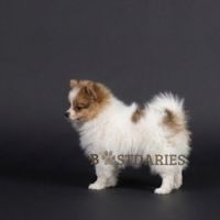 Superbes petits spitz blanc particolor #5