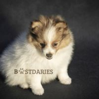 Superbes petits spitz blanc particolor #6
