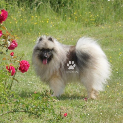 Rare : magnifiques chiots spitz loups lof #1
