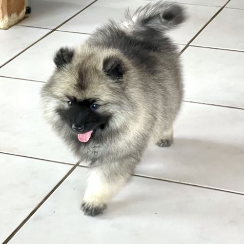 Rare : magnifiques chiots spitz loups lof #2