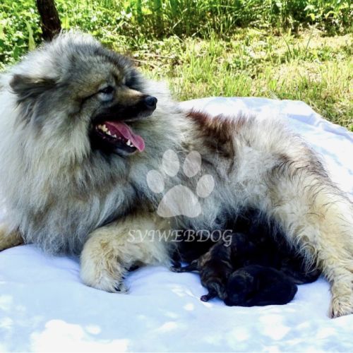 Rare : magnifiques chiots spitz loups lof #3