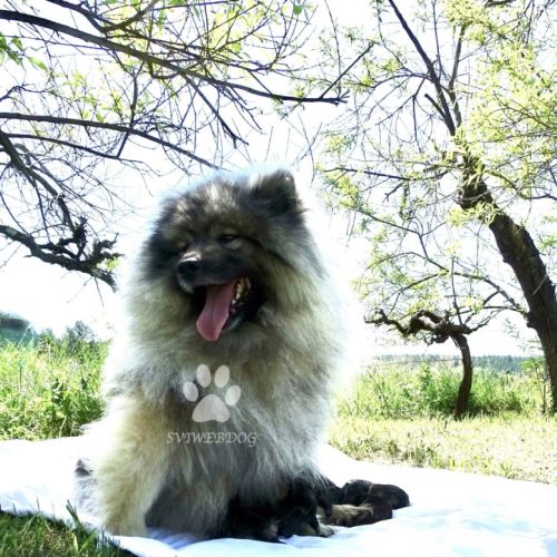 Rare : magnifiques chiots spitz loups lof #4