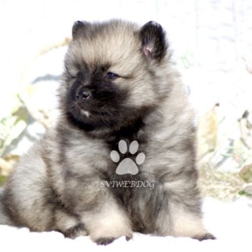 Rare : magnifiques chiots spitz loups lof #5