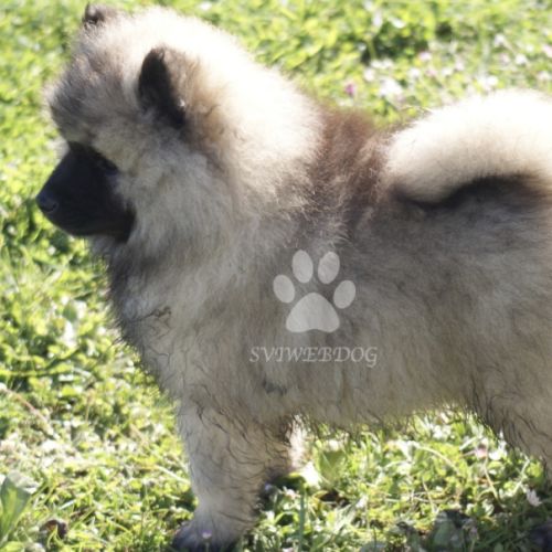 Rare : magnifiques chiots spitz loups lof #6