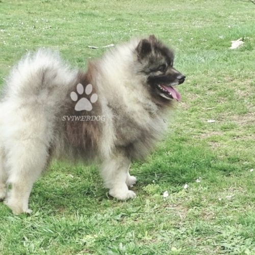 Rare : magnifiques chiots spitz loups lof #7