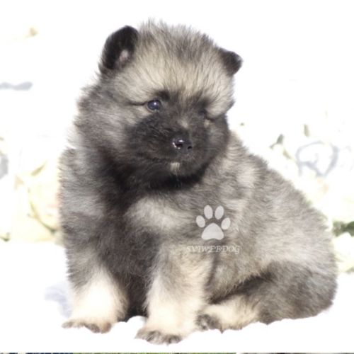 Rare : magnifiques chiots spitz loups lof #0