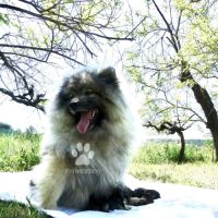 Rare : magnifiques chiots spitz loups lof #4