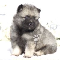 Rare : magnifiques chiots spitz loups lof