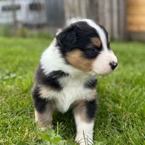 Chiots berger australien #2