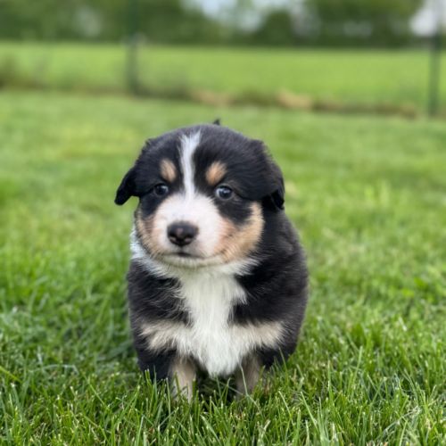Chiots berger australien #3