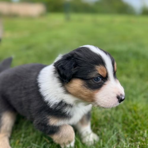 Chiots berger australien #5