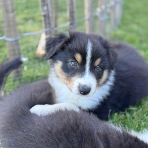 Chiots berger australien #7