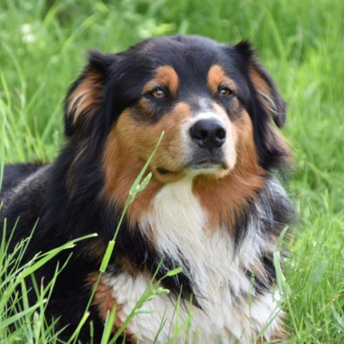Chiots berger australien #8