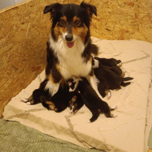 Chiots berger australien #9