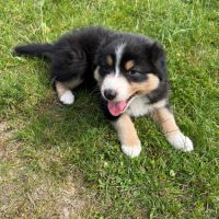 Chiots berger australien #0