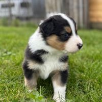 Chiots berger australien #2