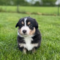 Chiots berger australien #3